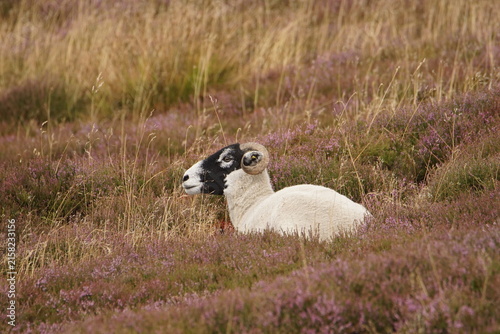 Swaledale sheep in the Heather at Surrender Bridge, Swaledale, Yorkshire Dales, North Yorkshire, UK