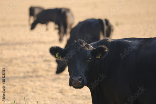 Black Angus cow glancing back over her shoulder with the herd blurred behind — awareness, belonging and suckler herd farming concept
