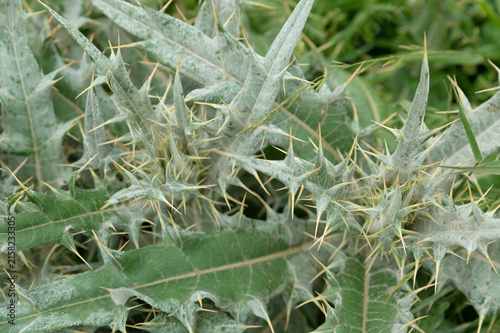 Spiky green leaves with sharp thorns fill dense natural pattern