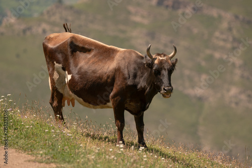 Sturdy horned cow stands on grassy hillside near winding path