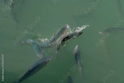 Active fish leap and splash in murky green water vigorously