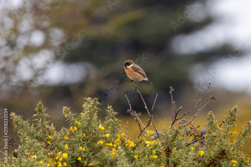 Male European stonechat above flowering gorse