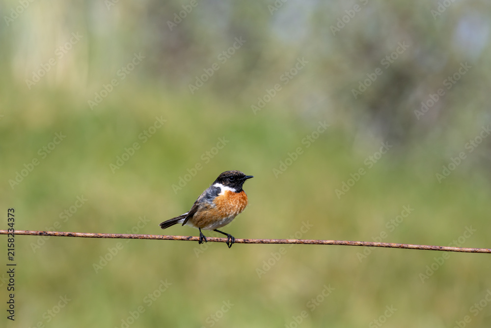 Fototapeta premium Male European stonechat on a rusty wire