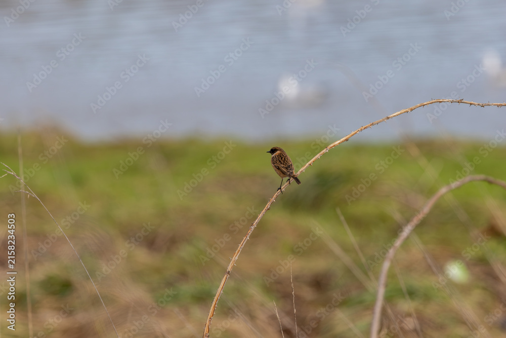 Fototapeta premium Stonechat on a bramble stem by the water