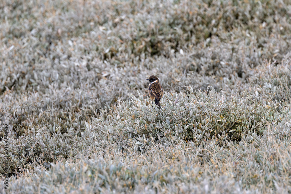 Fototapeta premium Stonechat perched in coastal saltmarsh