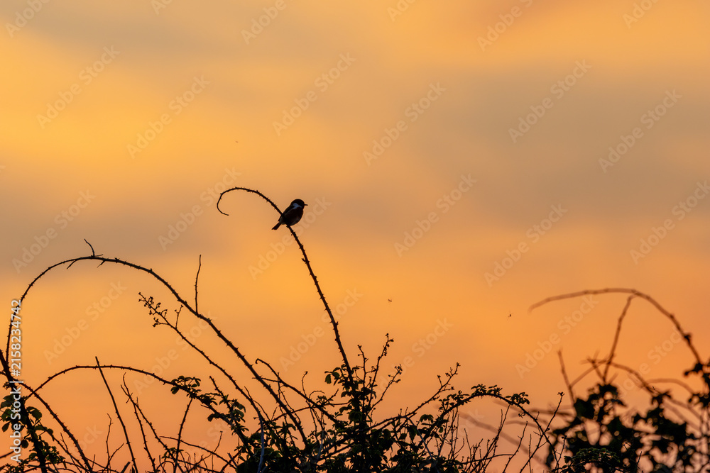 Fototapeta premium Stonechat silhouette on bramble at golden hour