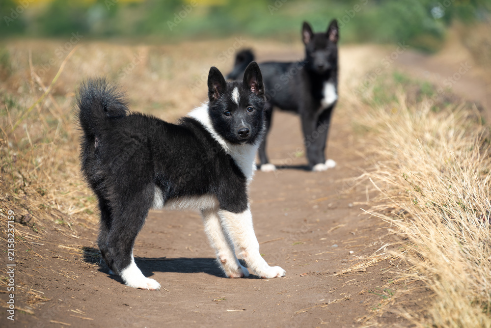 Obraz premium Beautiful cheerful black puppies of the Russian-European husky breed on a walk in the autumn field. Hunting dogs.