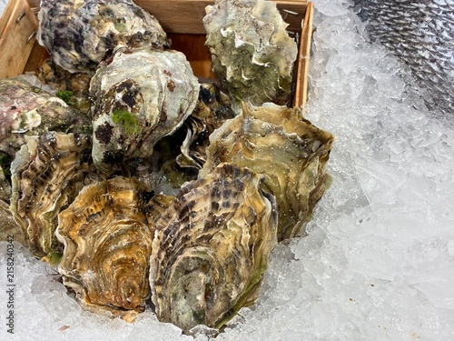 Close-up of fresh frozen oysters with ice crystals