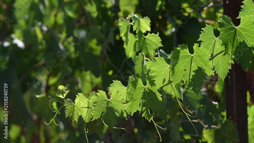 Beautiful green grapevine leaves sway in the wind in the Tuscan countryside. Italy. Slow motion.