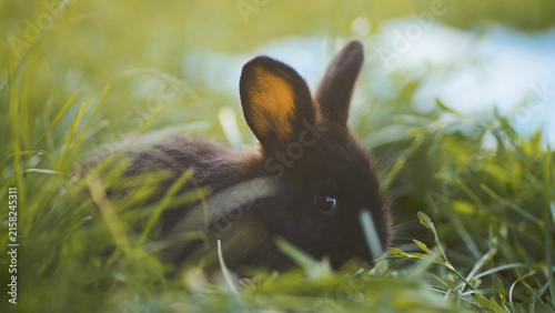 Canvastavla The small rabbit sits quietly among the green grass, the rabbit's ears perked up in alertness