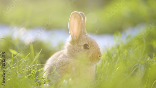 Фотография A rabbit sits quietly in the grass, observing its surroundings