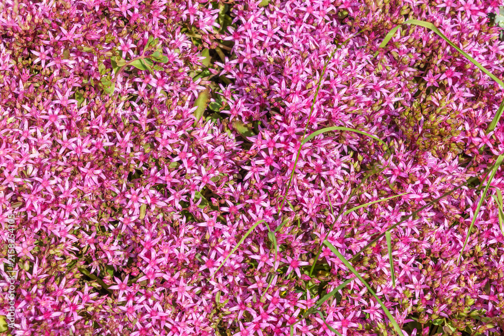 Fototapeta premium Vibrant pink flowers densely cover the ground in a natural setting, showcasing delicate petals and green grass interspersed among the blossoms