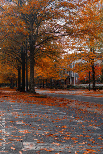 Vertical autumn street with vivid orange and brown foliage, towering deciduous trees, and fallen leaves covering the pavement. A winding road leads toward a charming suburban home, a peaceful fall
