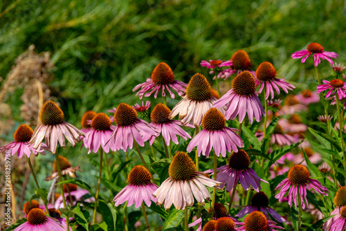 Fotografía Selective focus of purple pink flowers with green leaves in the garden, Echinacea commonly called coneflowers is a genus of herbaceous flowering plants in the daisy family, Natural floral background