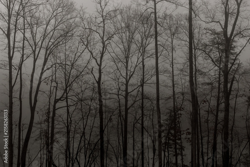 black and white image of trees in fog