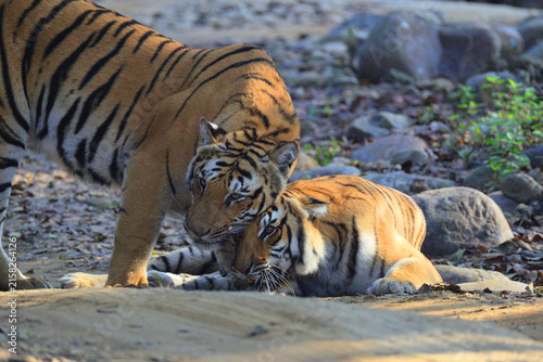 Фотография Bengal tiger is a population of the Panthera tigris tigris subspecies