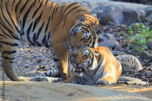 фотографія Bengal tiger is a population of the Panthera tigris tigris subspecies