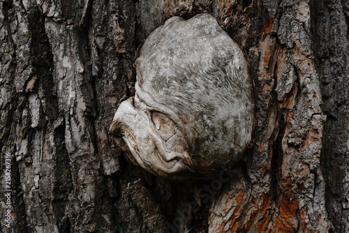 Foto Close-up of a burl on a tree trunk showcasing textured bark and intricate wood g