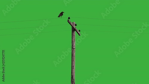 Raven on a weathered power pole green screen