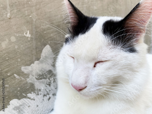 A black and white patterned cat sleeping