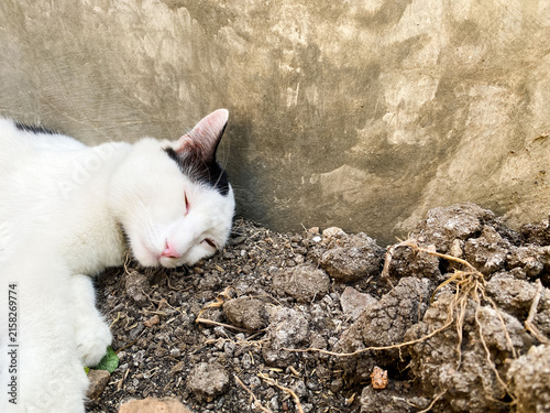 A black and white patterned cat sleeping