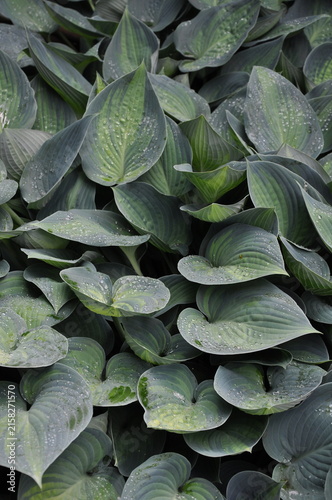 Lush green hosta plant leaves with water drops