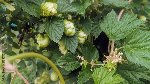 Green hop cones growing on vines surrounded by lush green leaves. Natural botanical background for craft beer brewing, agriculture, herbal medicine, and nature themes.