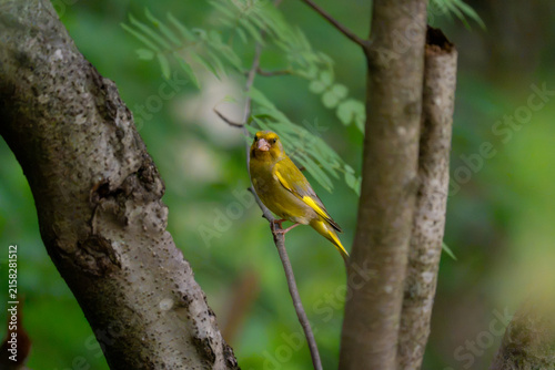 Принти на полотні European greenfinch perched beside a tree trunk in green woodland