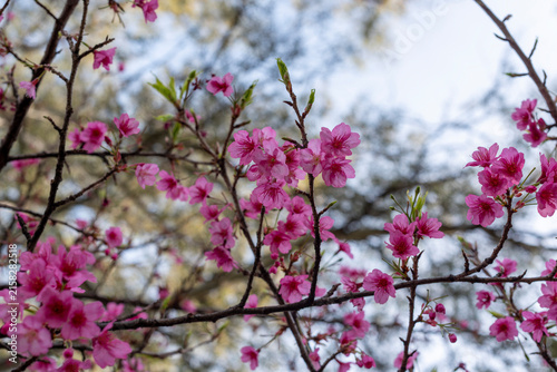 Pink cherry blossoms in full bloom on tree branches during spring season