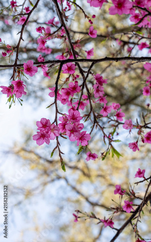Close up of pink sakura flowers blooming on tree branches in springtime
