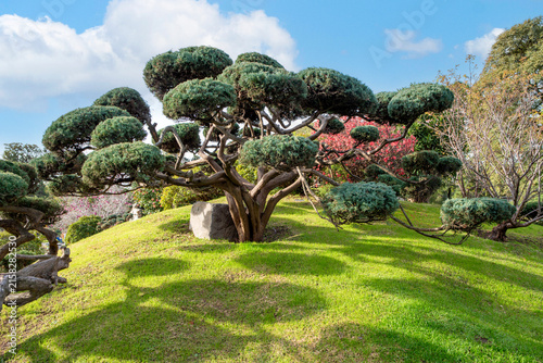 Pruned cloud tree on green hill in Japanese Garden of Buenos Aires