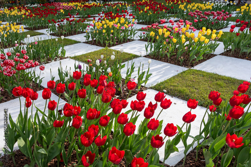 Checkered flower bed with blooming colorful tulips in Japanese Garden in Buenos Aires