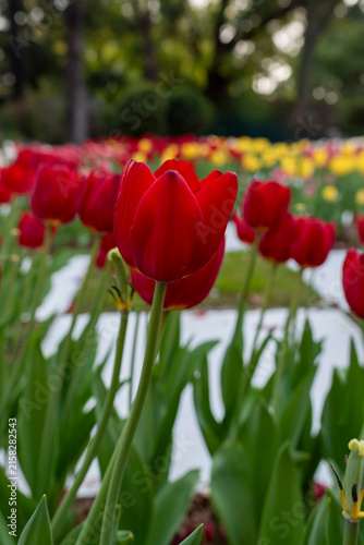 Close up portrait of red tulip flower in colorful garden setting