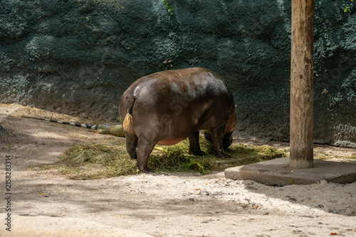 Foto A hippopotamus is standing on the sand near the stone wall, eating dry grass, while an iguana rests on the ground behind it