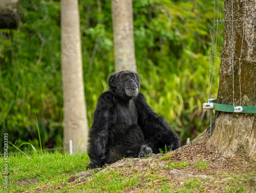 Cuadro en lienzo Portrait of a wild chimpanzee primate sitting on the ground near a tree trunk with a metal wire fence and looking up towards the top