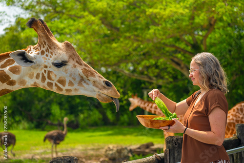 Photography A woman holding a wooden bowl and feeding lettuce leaves to a giraffe over the wooden fence inside the outdoor animal park enclosure