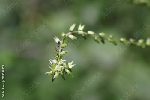 Foto Ants crawling over the inflorescence of an Achyranthes bidentata plant
