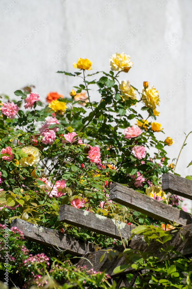 Naklejka premium Flowers of Montmartre, floral paradise during spring, cascading purple wisteria, blooming roses, and vibrant wildflowers historic cobblestone streets and charming gardens, Paris, France