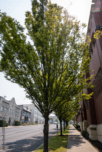 Lush Tree-Lined Residential Street Near Historic Church in Spokane, Washington