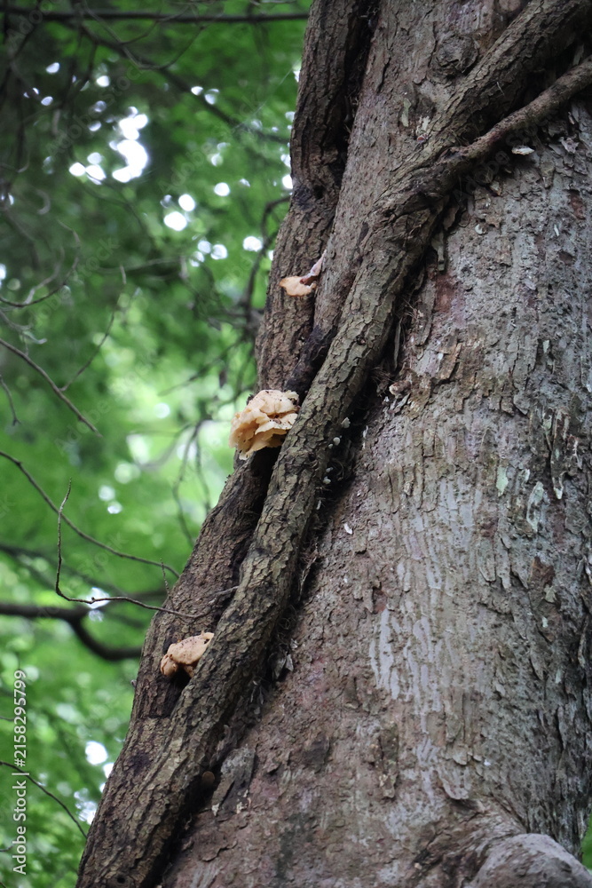 Fototapeta premium Mushrooms growing on a large tree