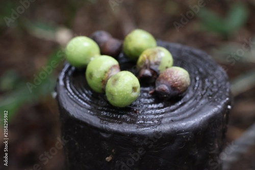 Фотография Soapberry fruits placed on a wooden stake in the forest