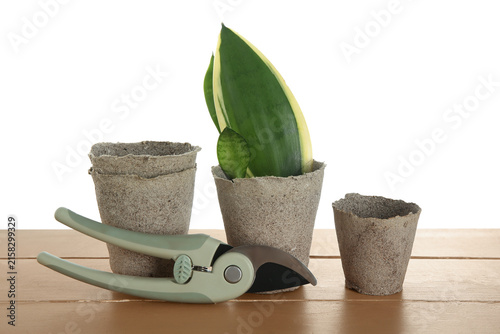 Peat pots with beautiful sa...