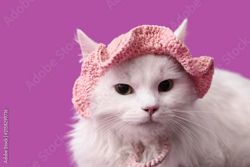 Cute white cat in funny pin...