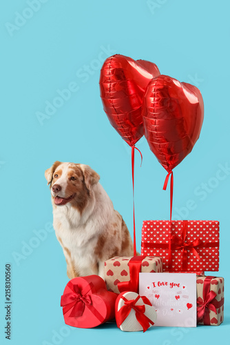 Cute Australian Shepherd do...