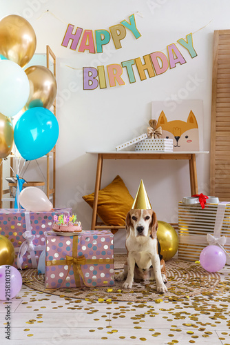 Canvas Print Adorable Beagle dog with party hat celebrating birthday at home