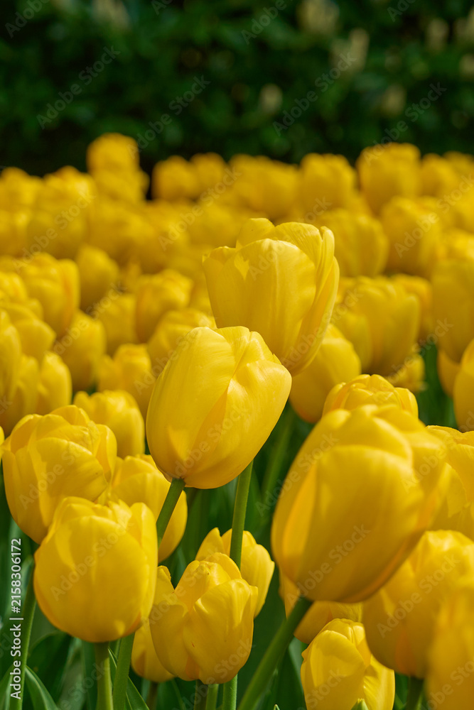 Obraz premium Golden Yellow Tulip Field in Full Bloom with Selective Focus, Vibrant Spring Garden Background