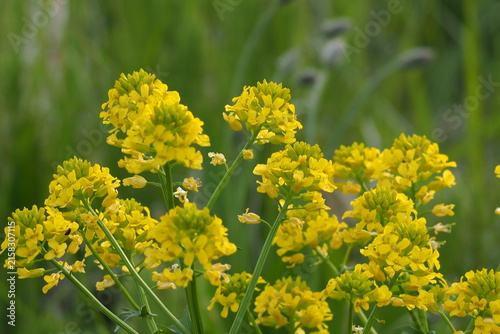植物　小花　自然　Flowers, small flowers, wildflowers