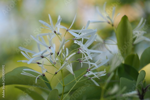 自然　初夏　ふわふわ　夕方	 flowers　 plants
