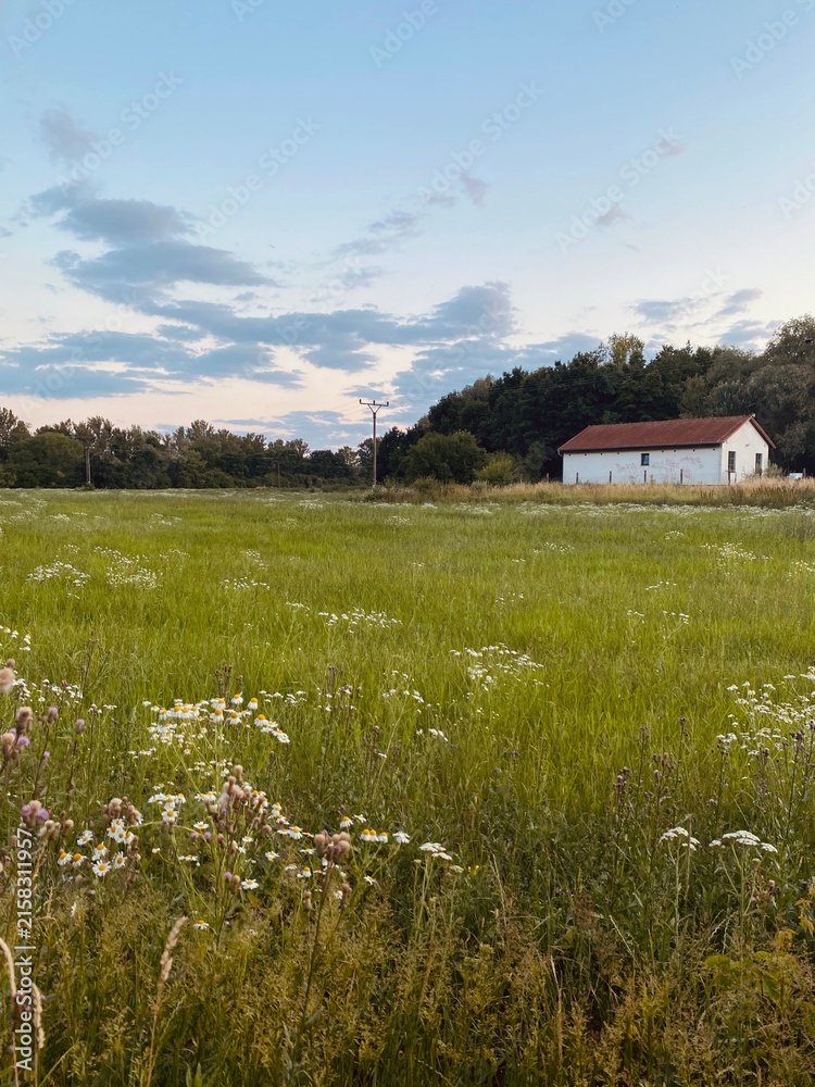 Naklejka premium A panoramic view of the Czech countryside, featuring a rolling meadow filled with grass and chamomiles, a rustic barn, and a forest in the background