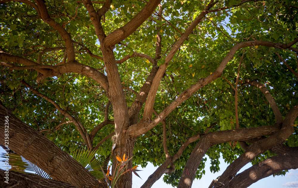 Fototapeta premium Sunlight on a Tropical Tree Canopy with Green Leaves.
